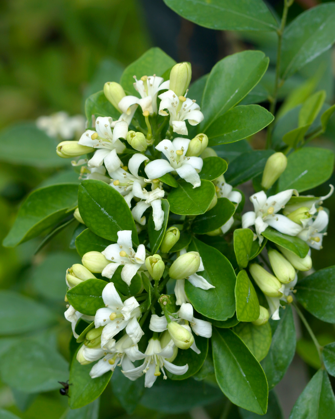 Murraya paniculata Orange Jasmine