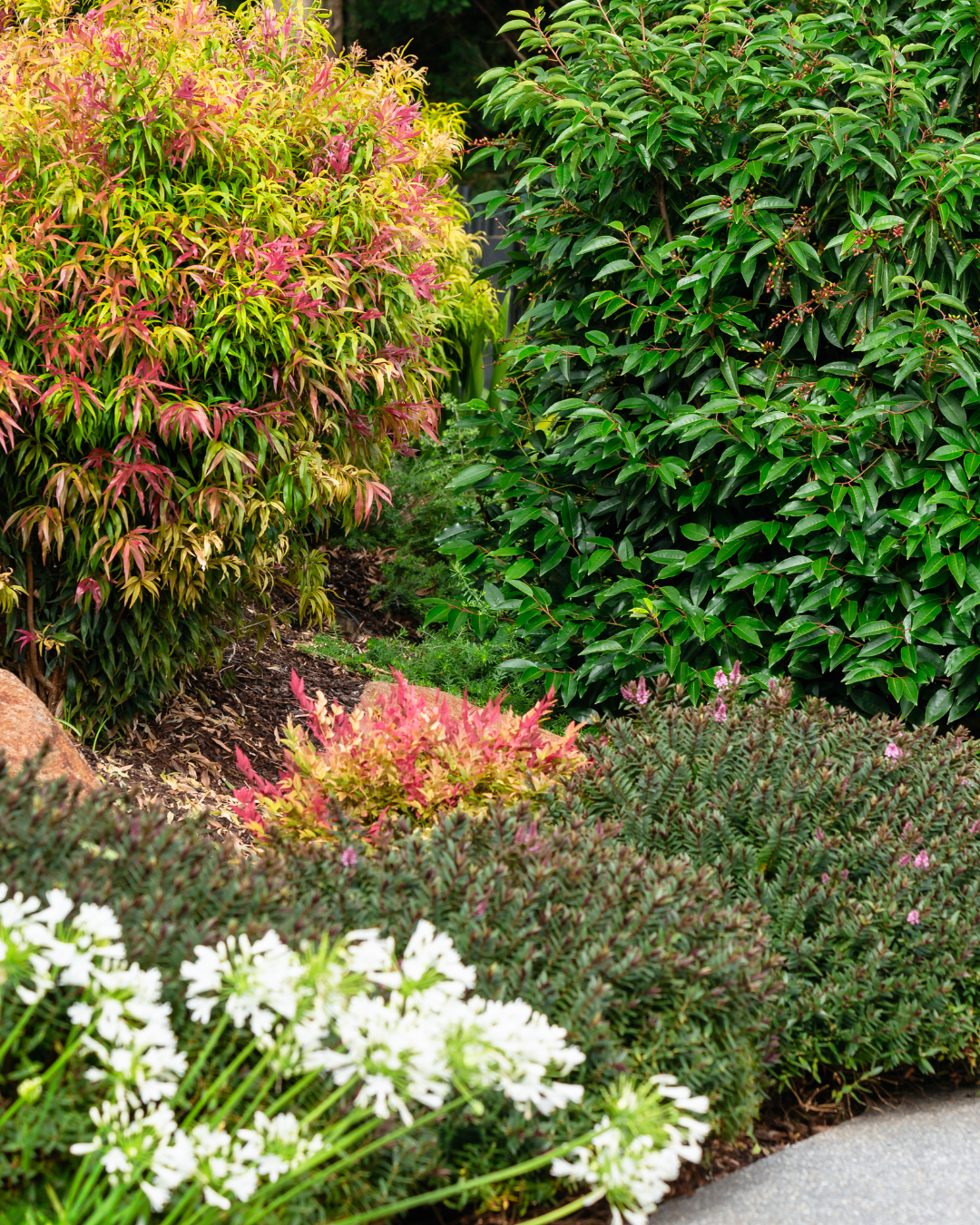 Nandina 'Moon Bay'