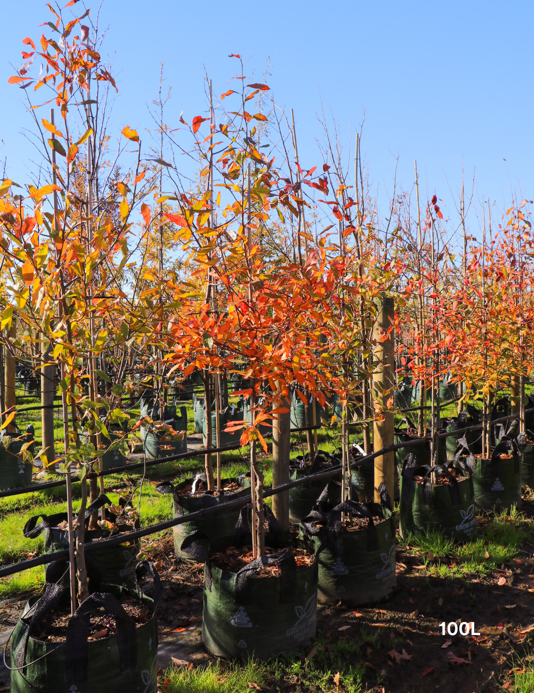 Nyssa sylvatica (Black Tupelo) - Evergreen Trees Direct