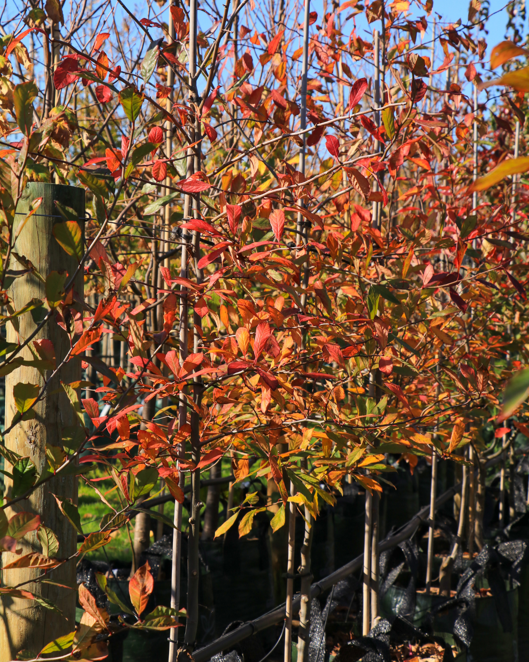 Nyssa sylvatica Black Tupelo