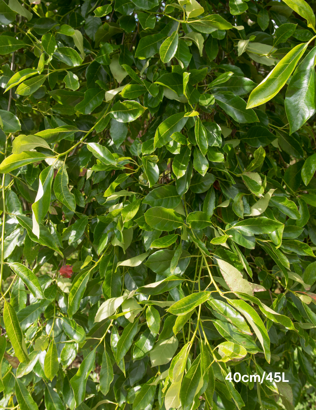 Nyssa sylvatica (Black Tupelo) - Evergreen Trees Direct
