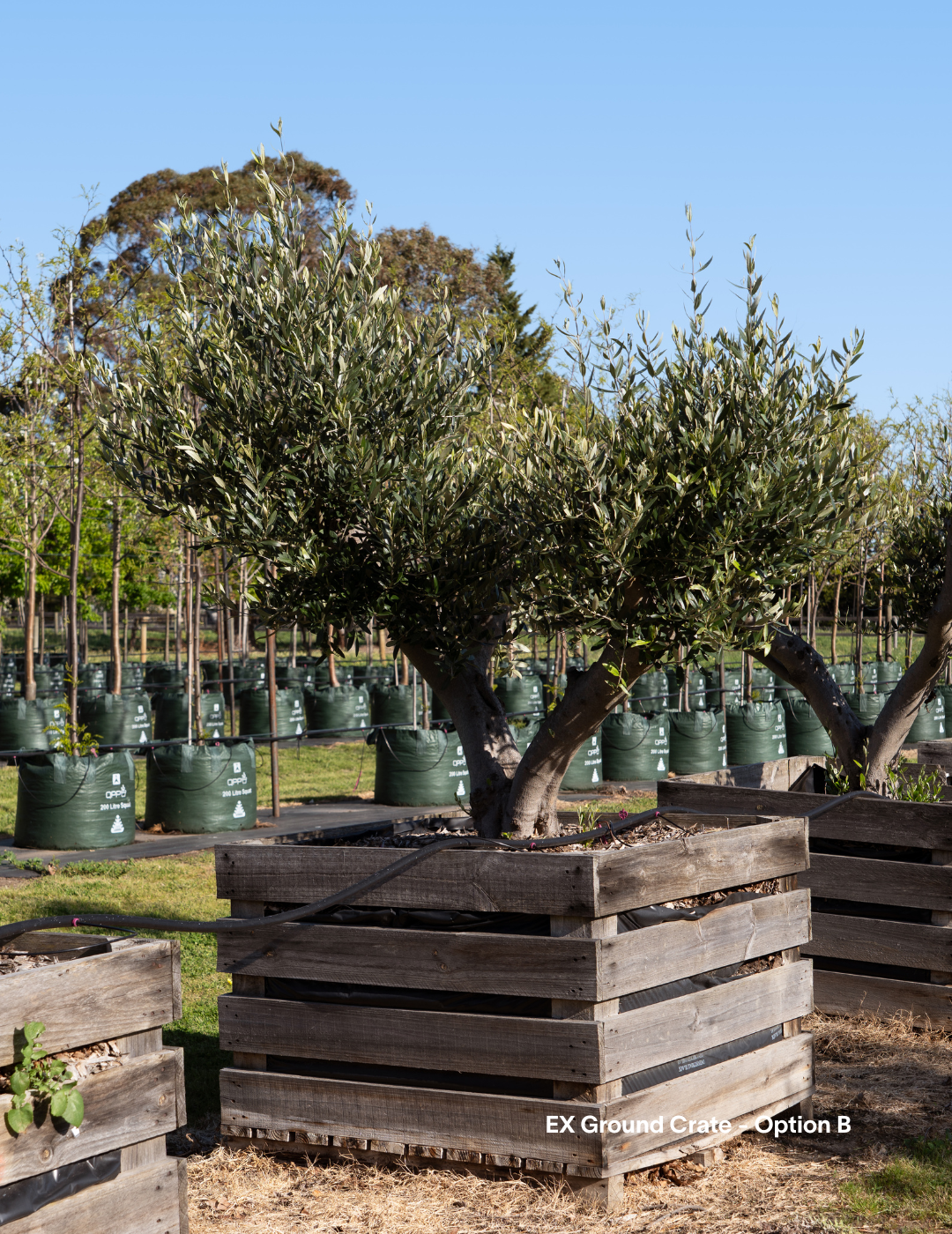 Olea europaea - Olive Tree (Ex Ground) - Evergreen Trees Direct