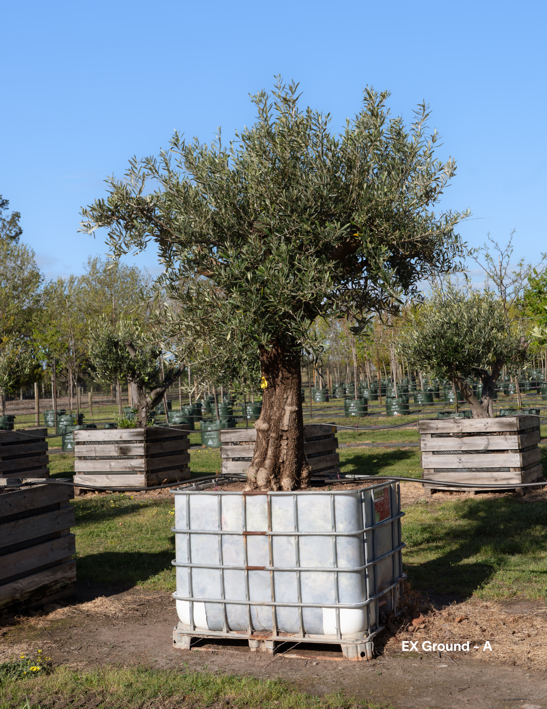 Olea europaea - Olive Tree (Ex Ground) - Evergreen Trees Direct