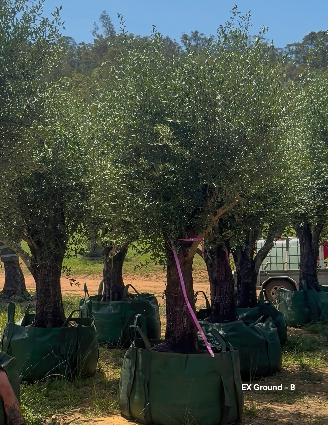 Olea europaea - Olive Tree (Ex Ground) - Evergreen Trees Direct