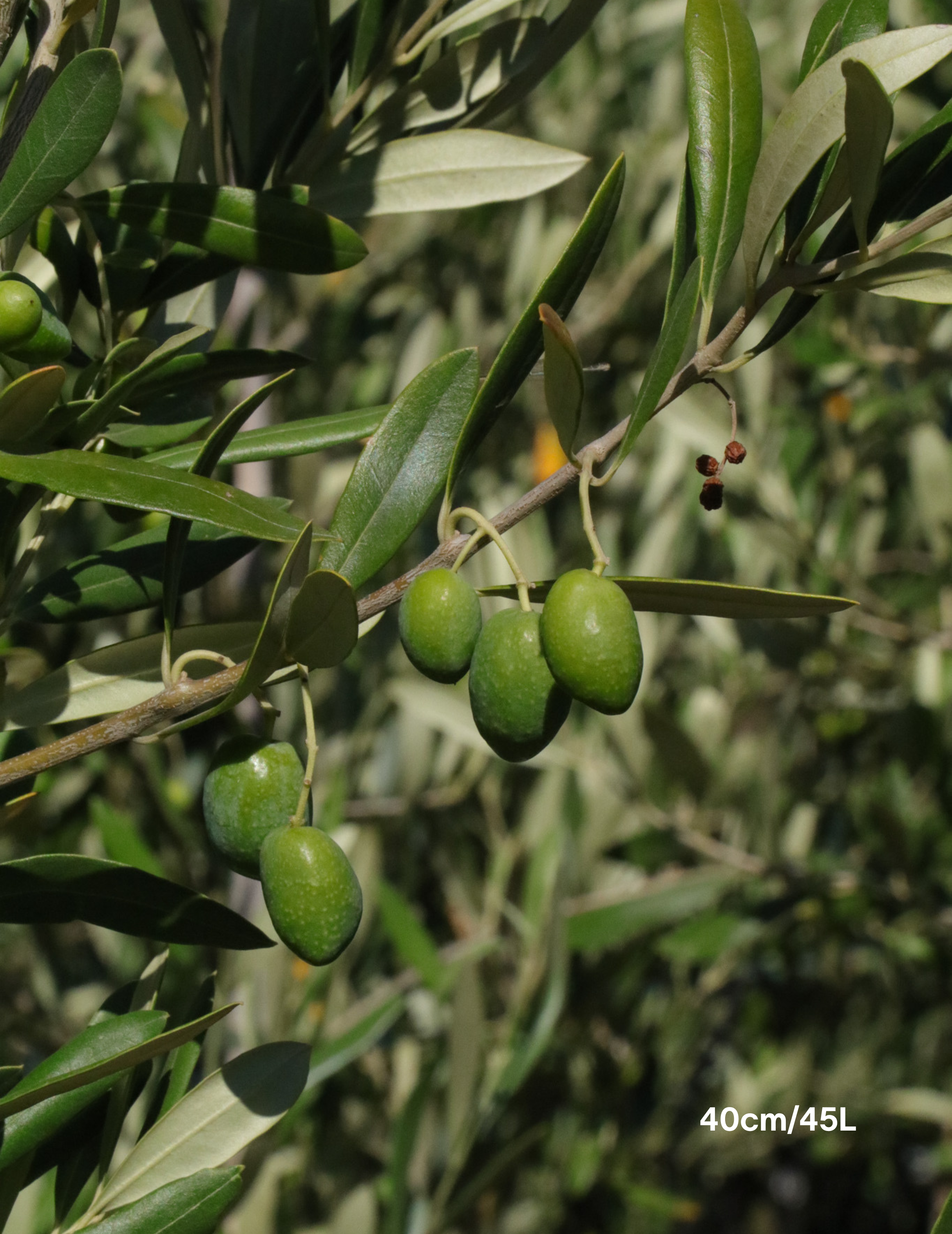 Olea europaea 'Kalamata' - Olive - Evergreen Trees Direct