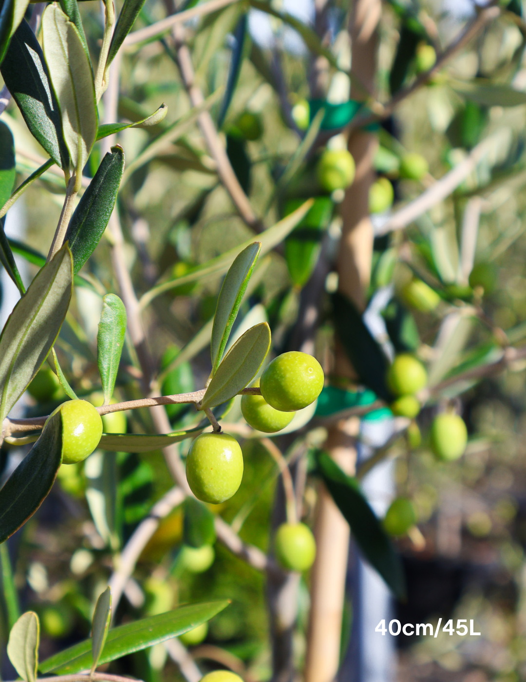 Olea europaea 'Kalamata' - Olive - Evergreen Trees Direct