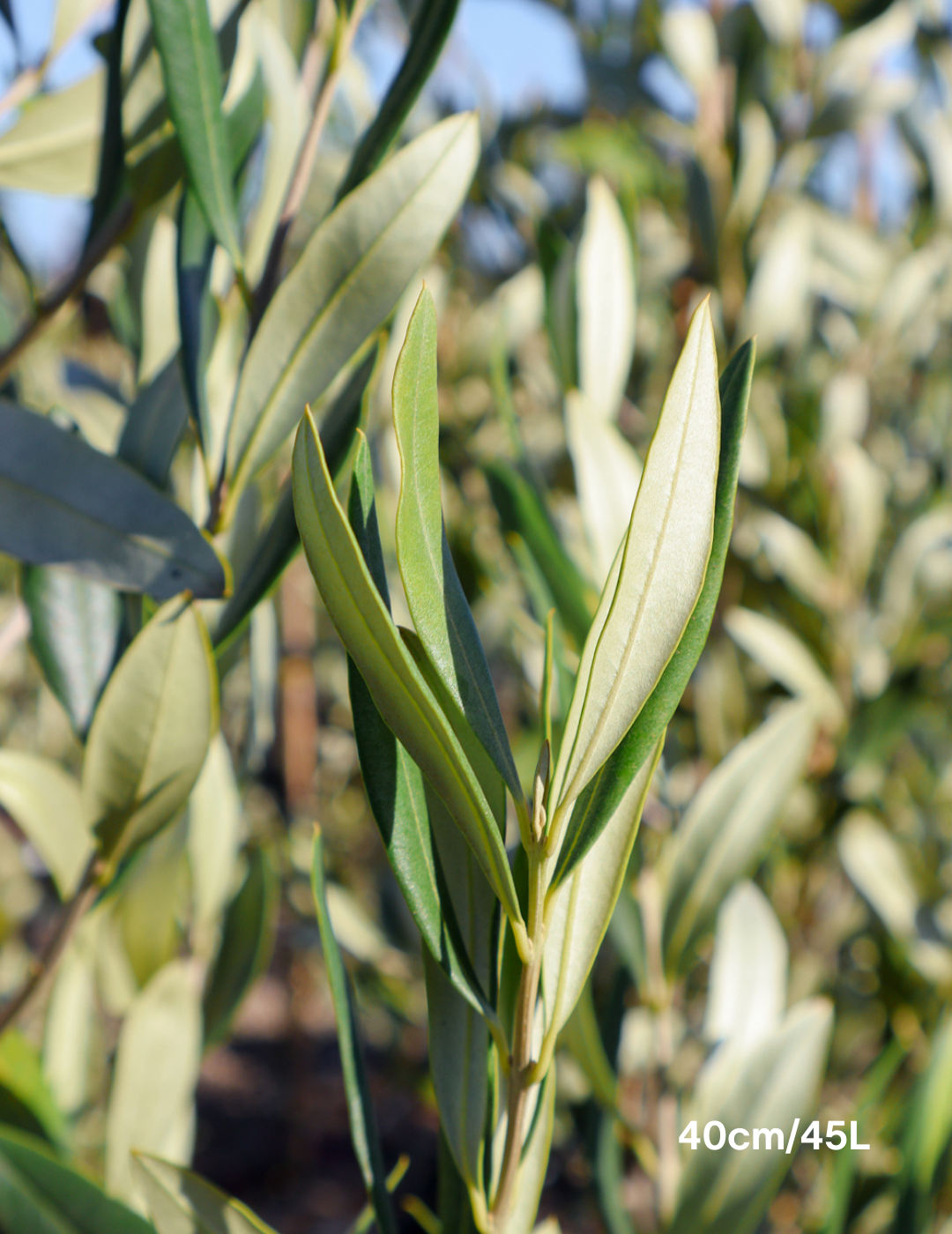 Olea europaea 'Kalamata' - Olive - Evergreen Trees Direct