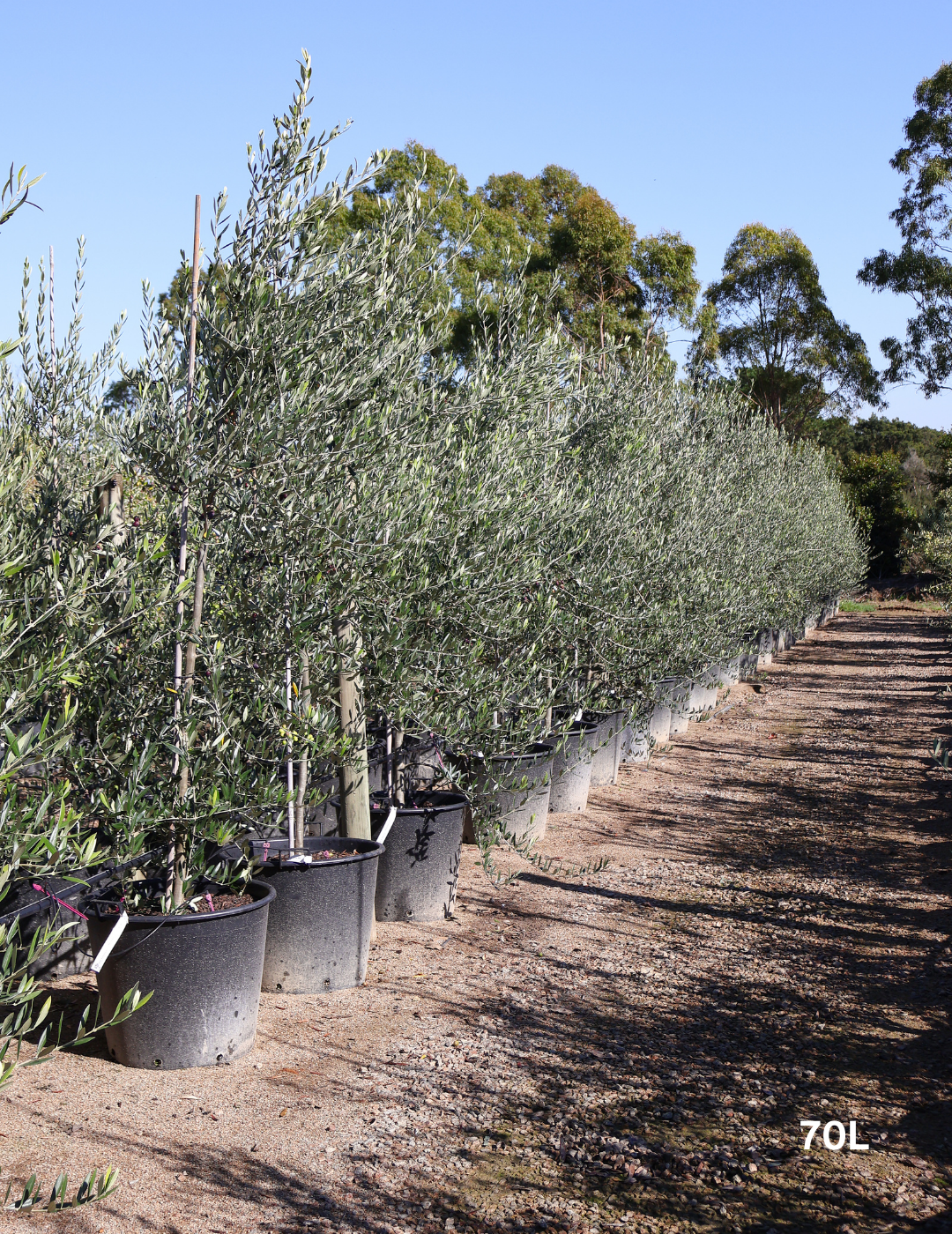 Olea europaea 'Kalamata' - Olive - Evergreen Trees Direct
