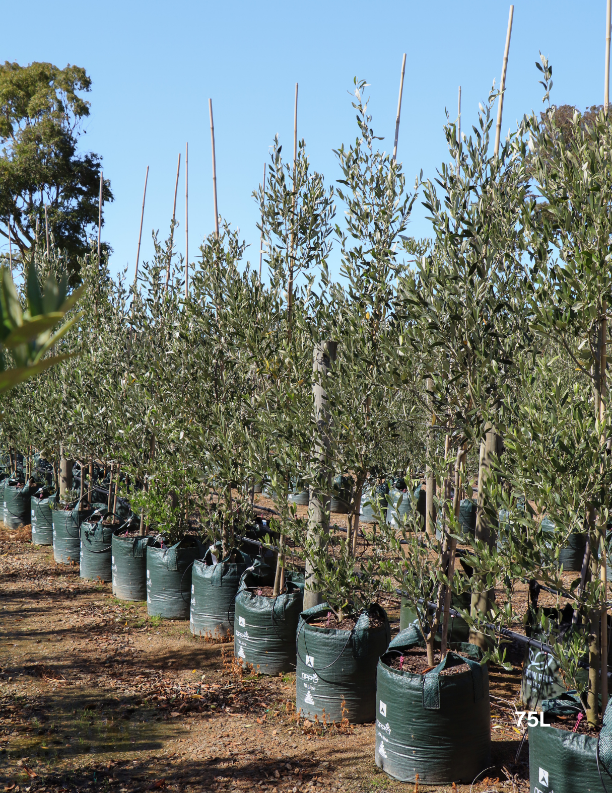 Olea europaea 'Kalamata' - Olive - Evergreen Trees Direct