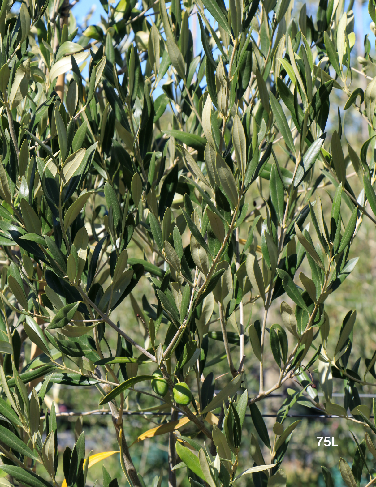 Olea europaea 'Kalamata' - Olive - Evergreen Trees Direct
