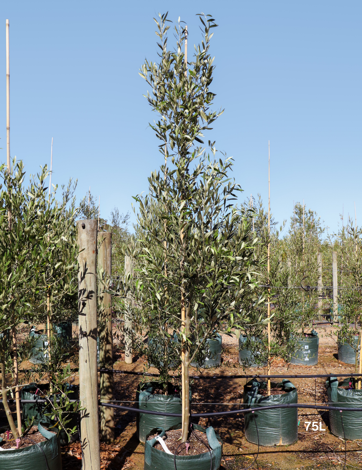 Olea europaea 'Kalamata' - Olive - Evergreen Trees Direct