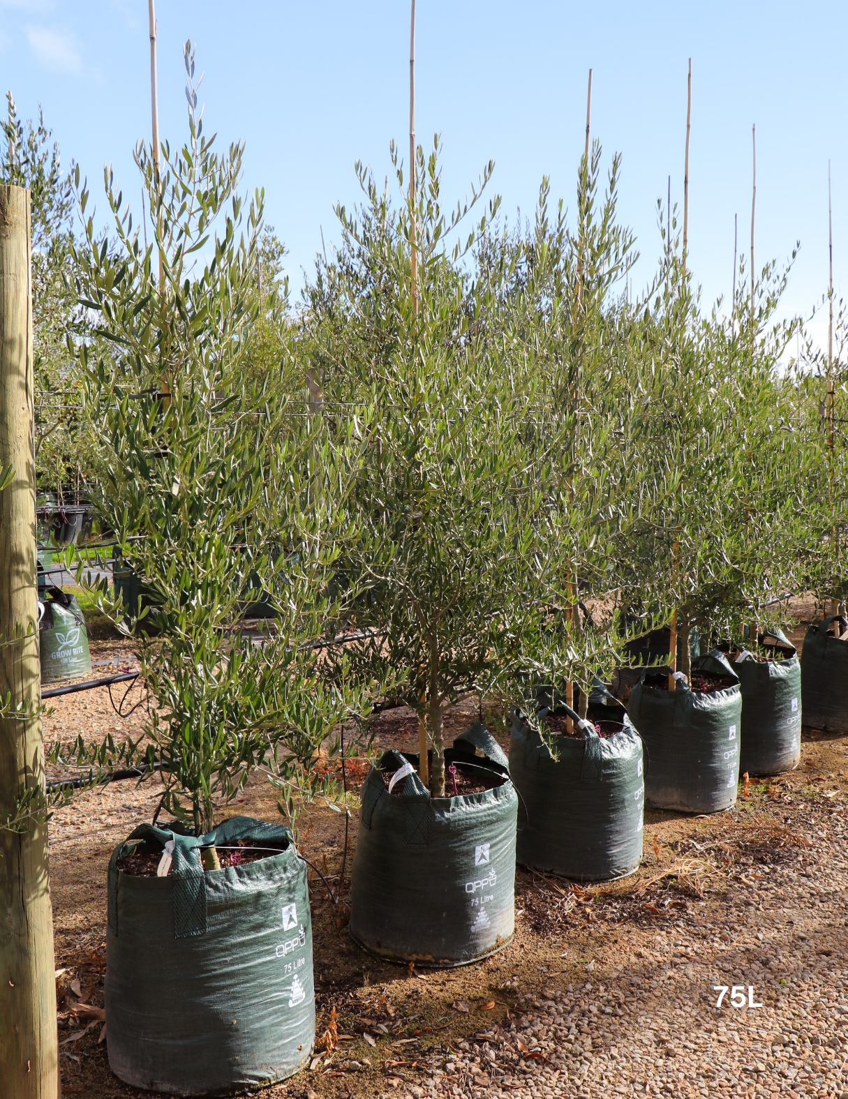 Olea europaea 'Tolley's Upright' - Olive - Evergreen Trees Direct