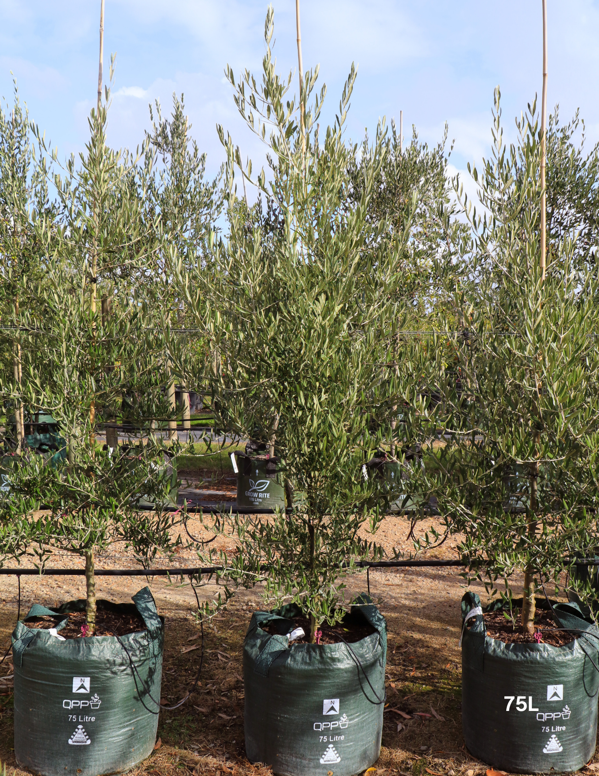 Olea europaea 'Tolley's Upright' - Olive - Evergreen Trees Direct