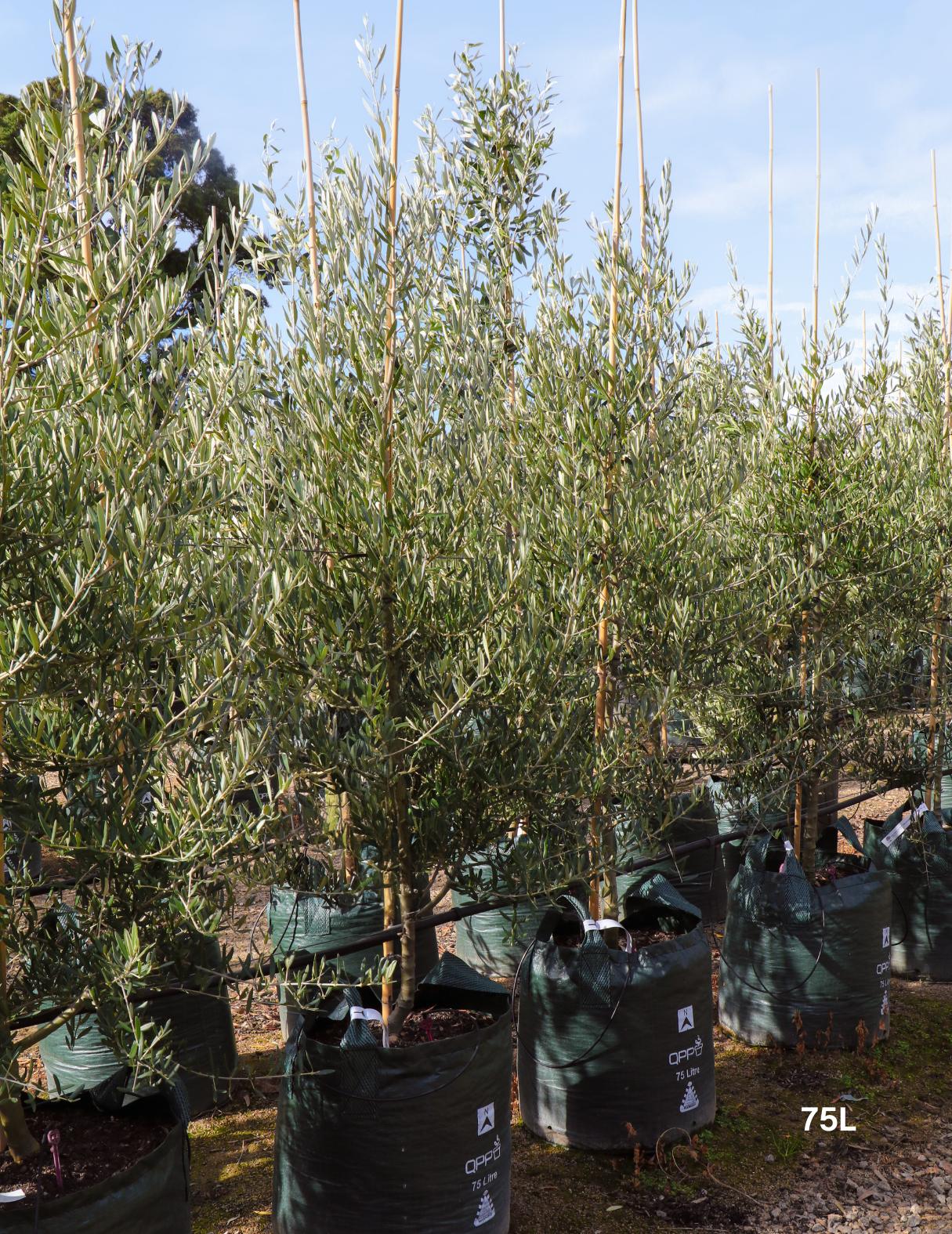 Olea europaea 'Tolley's Upright' - Olive - Evergreen Trees Direct