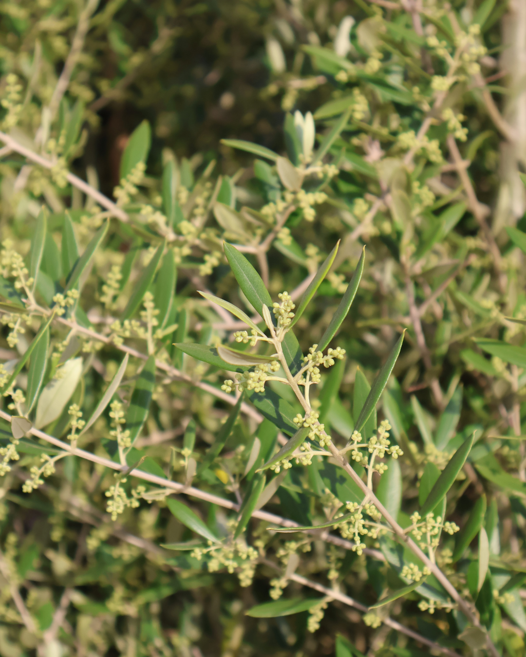 Olea 'Bambalina' Olive Tree