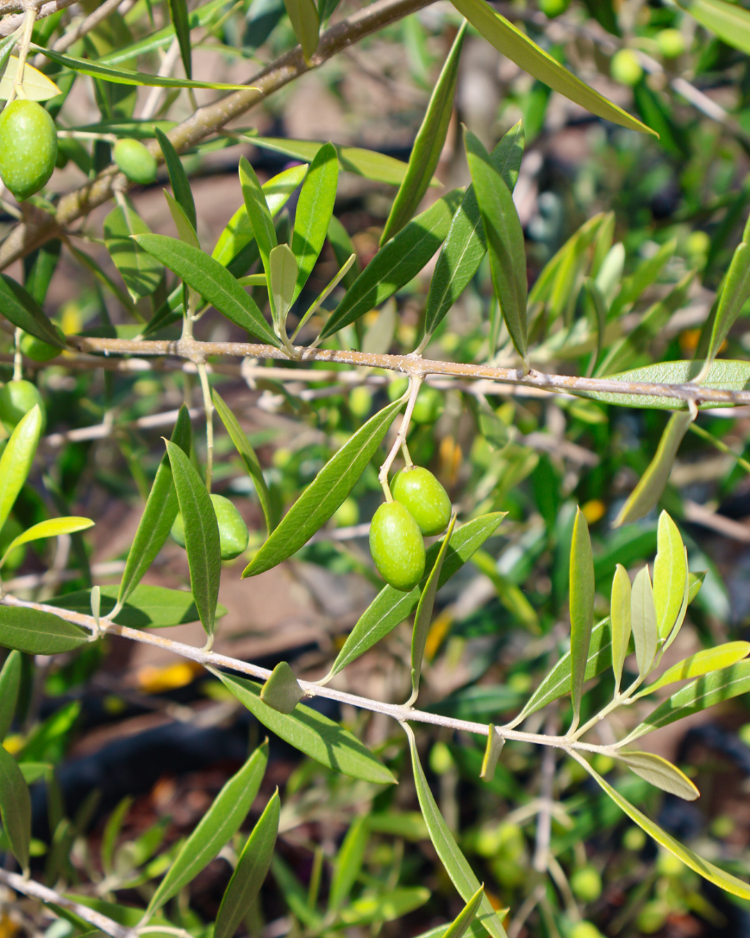 Olea europaea 'Correggiola' Olive