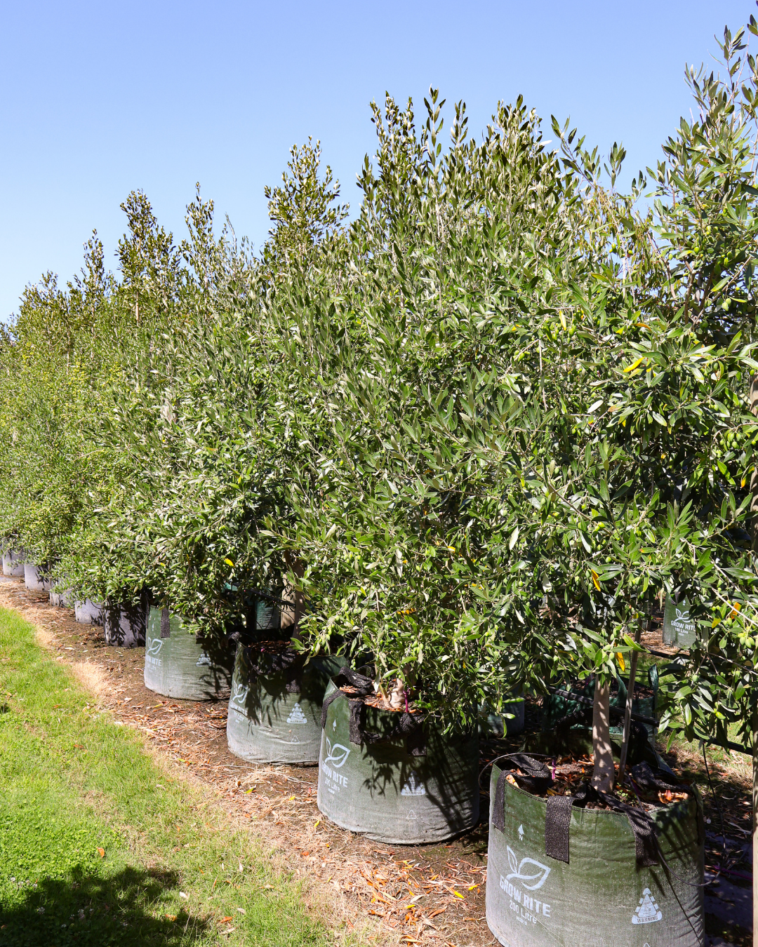 Olea europaea 'Garden Harvest'
