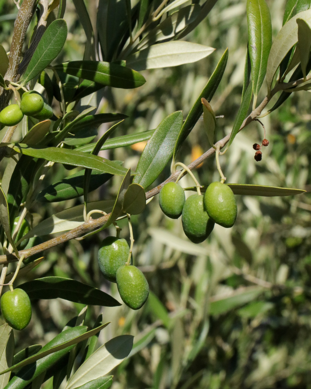 Olea europaea 'Kalamata' Olive