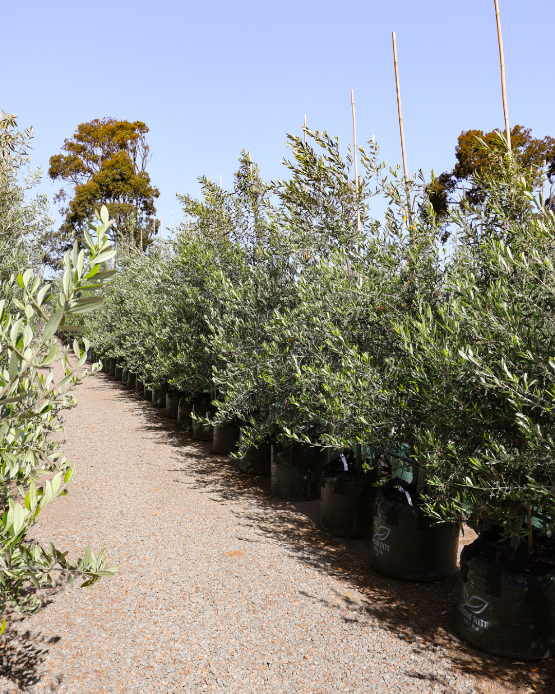 Olea europaea 'Swan Hill' Non Fruiting Olive