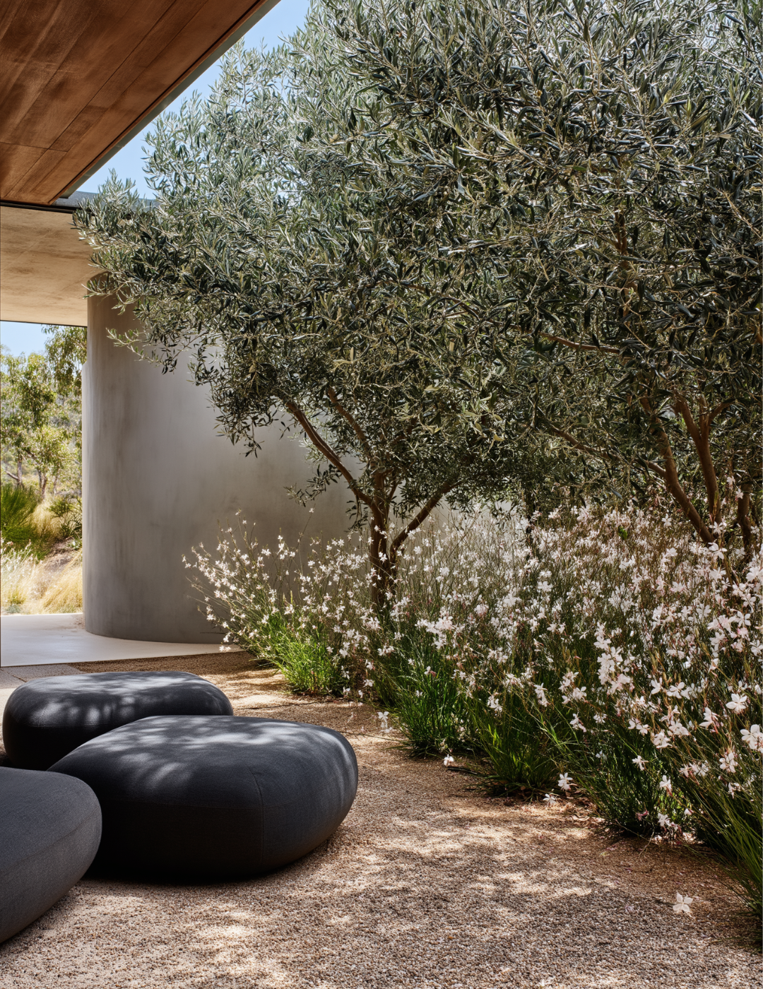 Olea europaea 'Tolley's Upright' Low Fruiting Olive