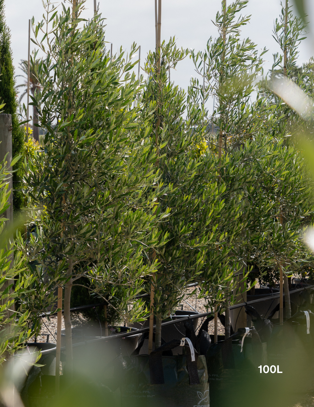 Olea europaea 'Tolley's Upright' - Low Fruiting Olive