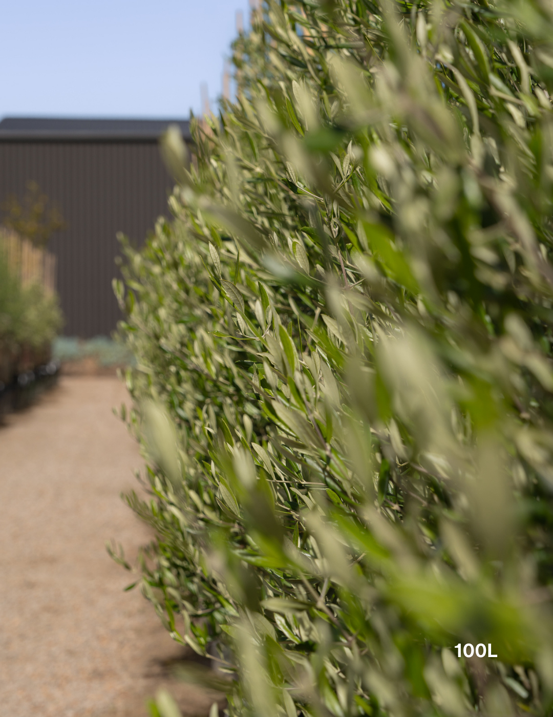 Olea europaea 'Tolley's Upright' - Low Fruiting Olive