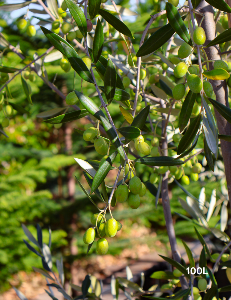 Olea europaea 'Correggiola' Olive