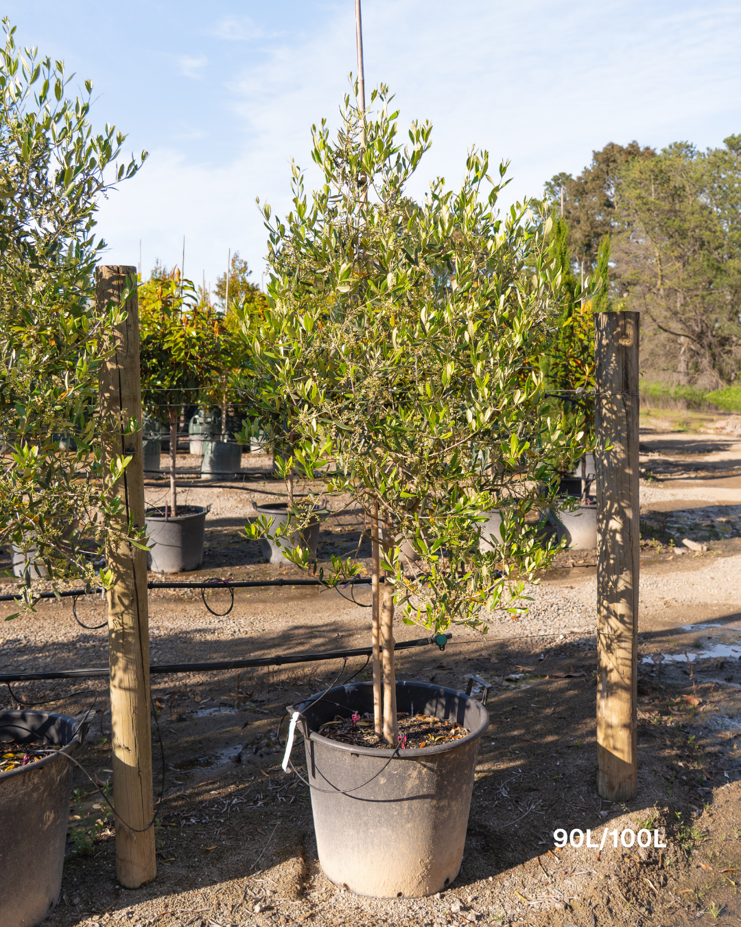 Olea europaea 'Mission' - Olive Tree