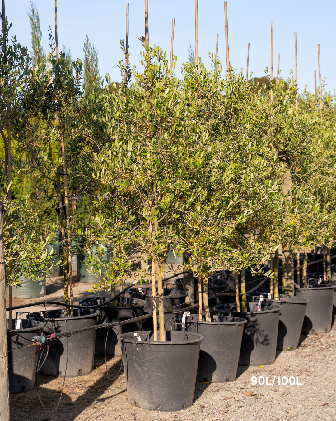 Olea europaea 'Mission' - Olive Tree