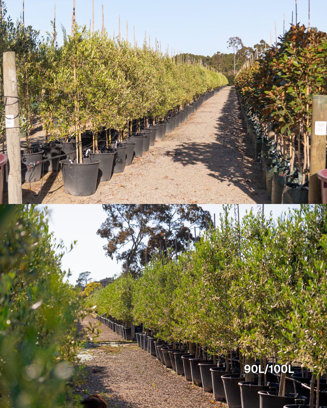 Olea europaea 'Mission' - Olive Tree