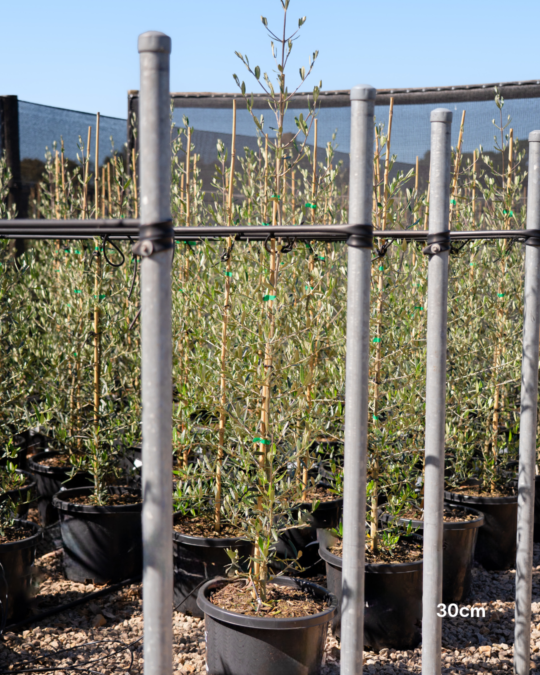 Olea europaea 'Tolley's Upright' Low Fruiting Olive