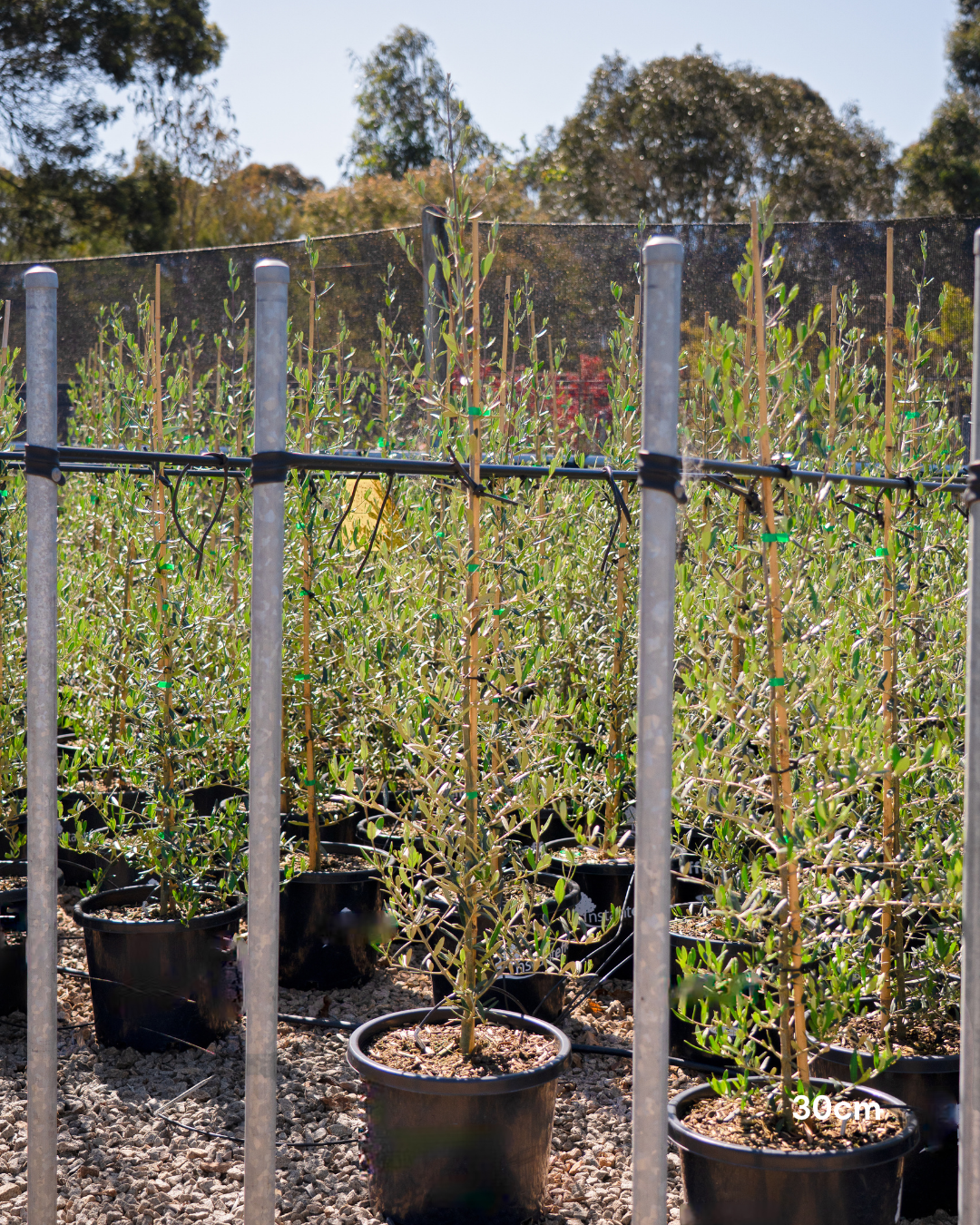 Olea europaea 'Tolley's Upright' Low Fruiting Olive