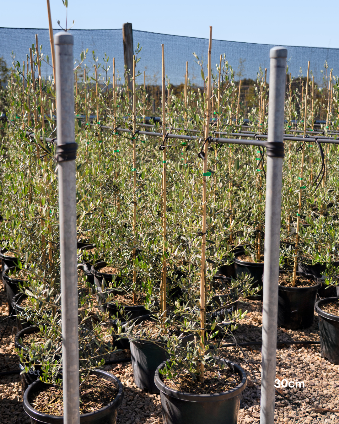 Olea europaea 'Tolley's Upright' Low Fruiting Olive