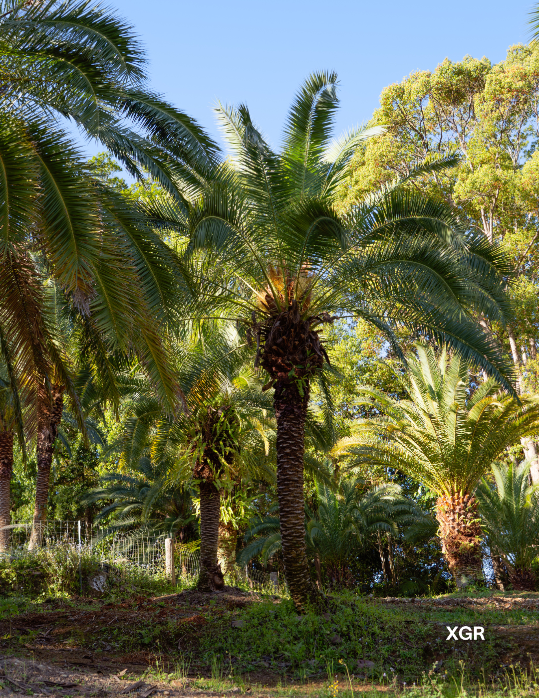 Phoenix rupicola – Cliff Date Palm - Evergreen Trees Direct