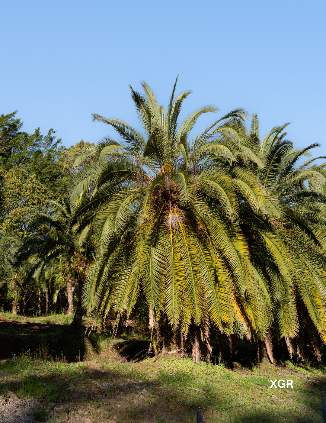 Phoenix rupicola – Cliff Date Palm - Evergreen Trees Direct