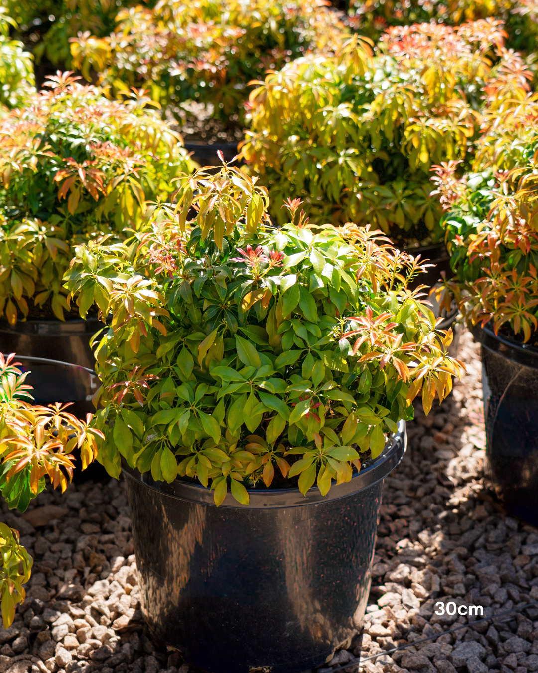Pieris ryukyuensis 'Temple Bells' - Lily of the Valley Shrub