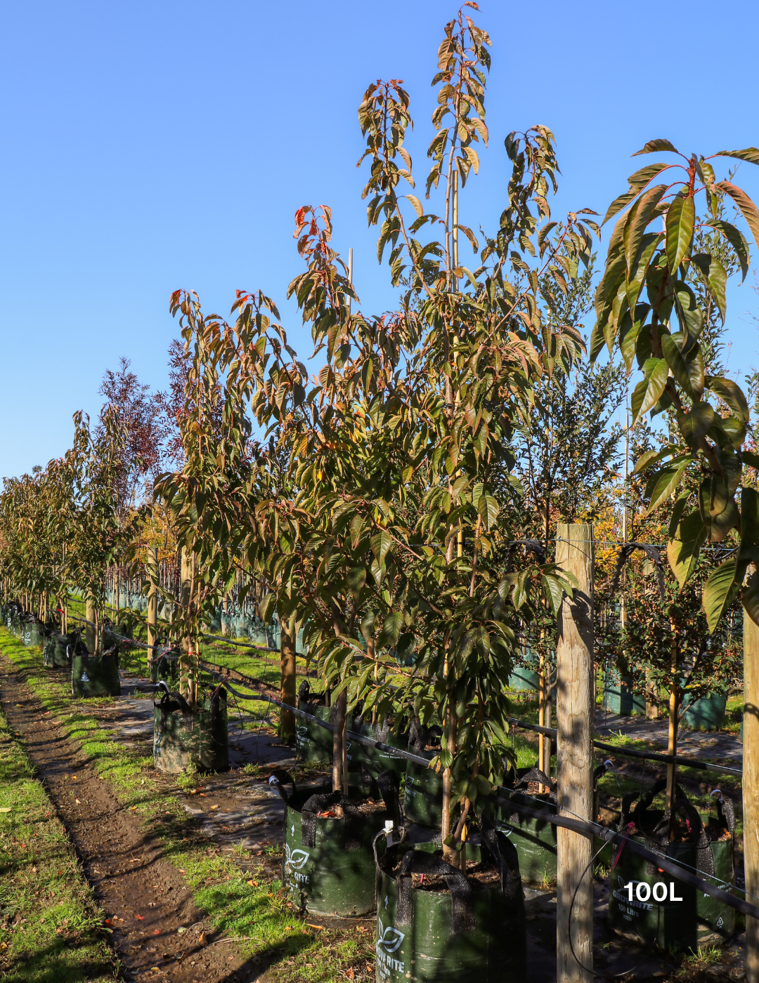 Prunus serrulata 'Kanzan' - Evergreen Trees Direct