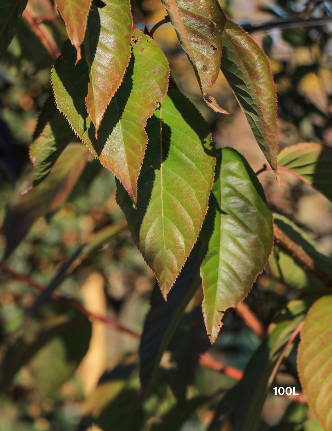 Prunus serrulata 'Kanzan' - Evergreen Trees Direct