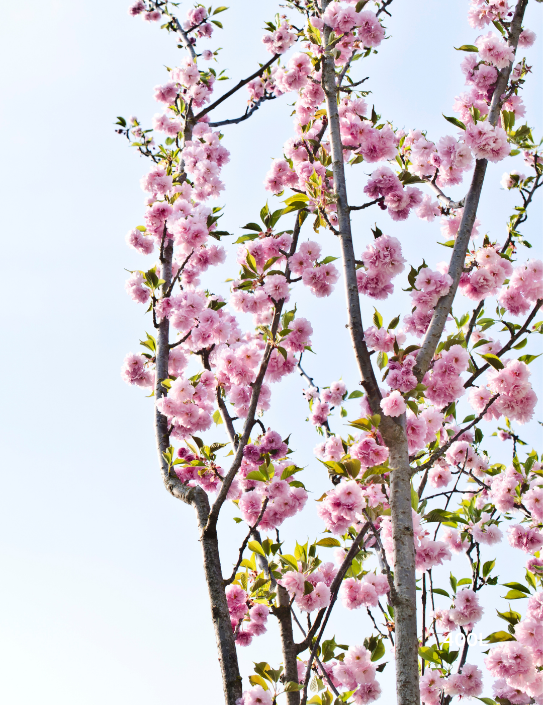 Prunus serrulata 'Kanzan' - Evergreen Trees Direct