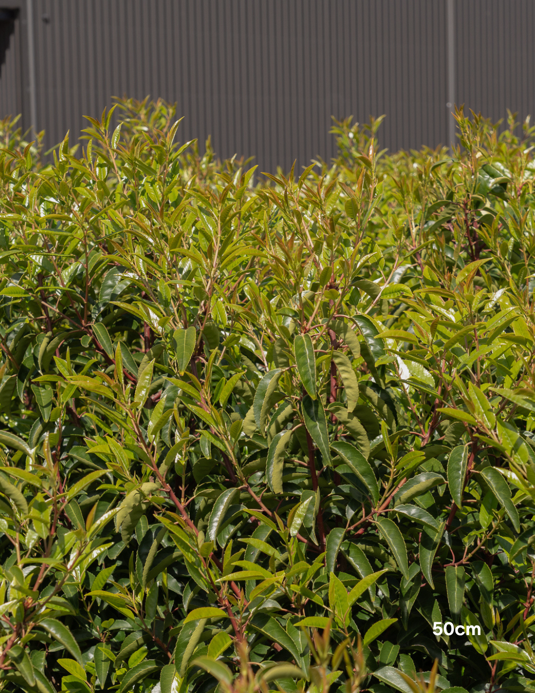 Prunus lusitanica - Portugese laurel