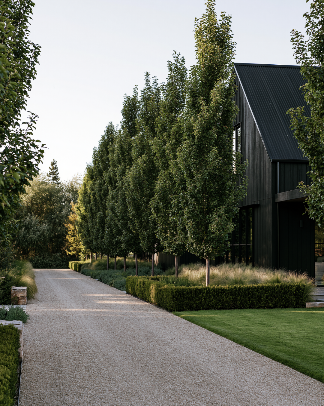 Pyrus calleryana 'Capital' Ornamental Pear