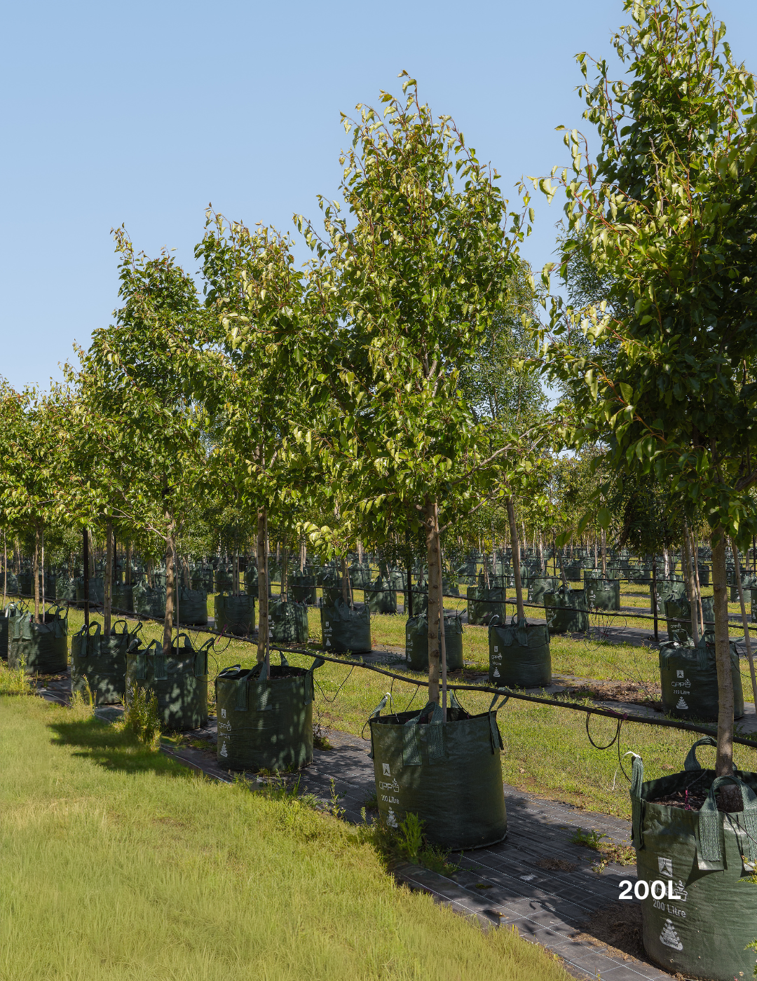 Pyrus nivalis - Snow Pear