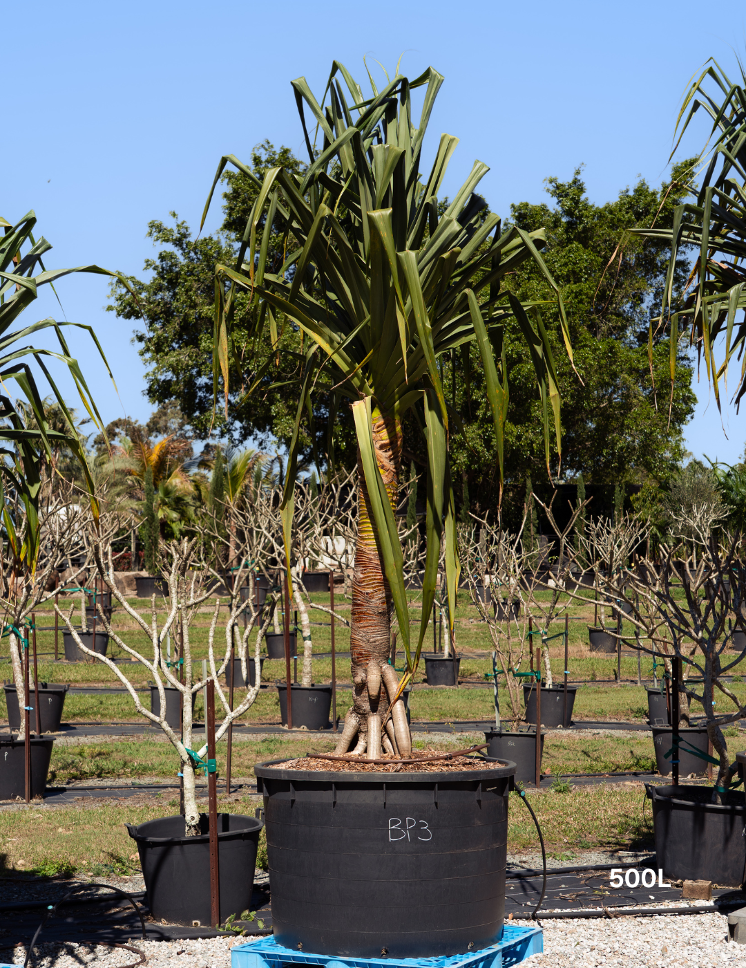 Pandanus tectorius - Evergreen Trees Direct