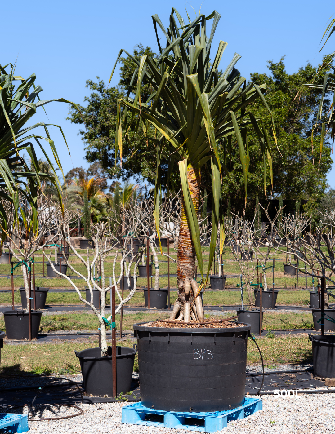 Pandanus tectorius - Evergreen Trees Direct