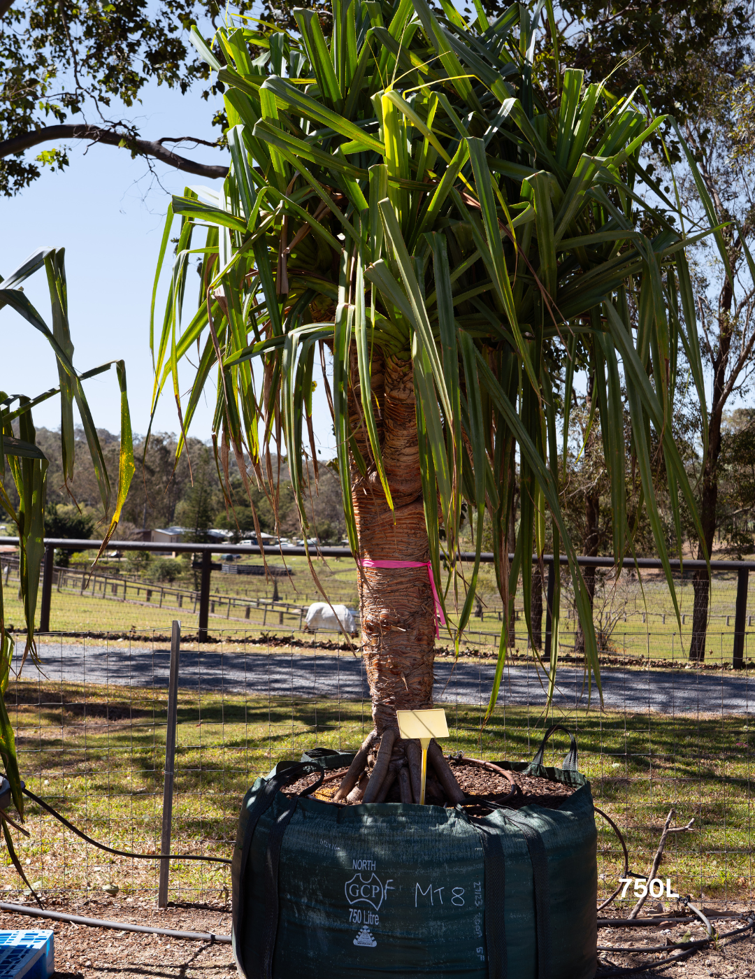 Pandanus tectorius - Evergreen Trees Direct