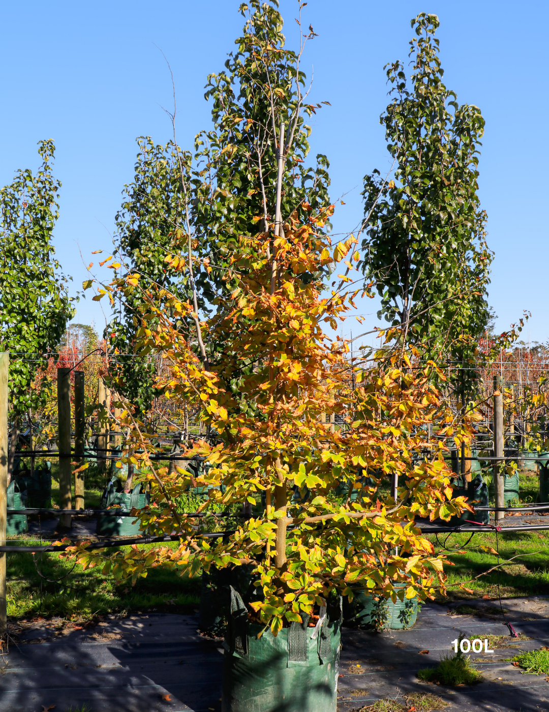 Parrotia Perscia - Persian Ironwood - Evergreen Trees Direct