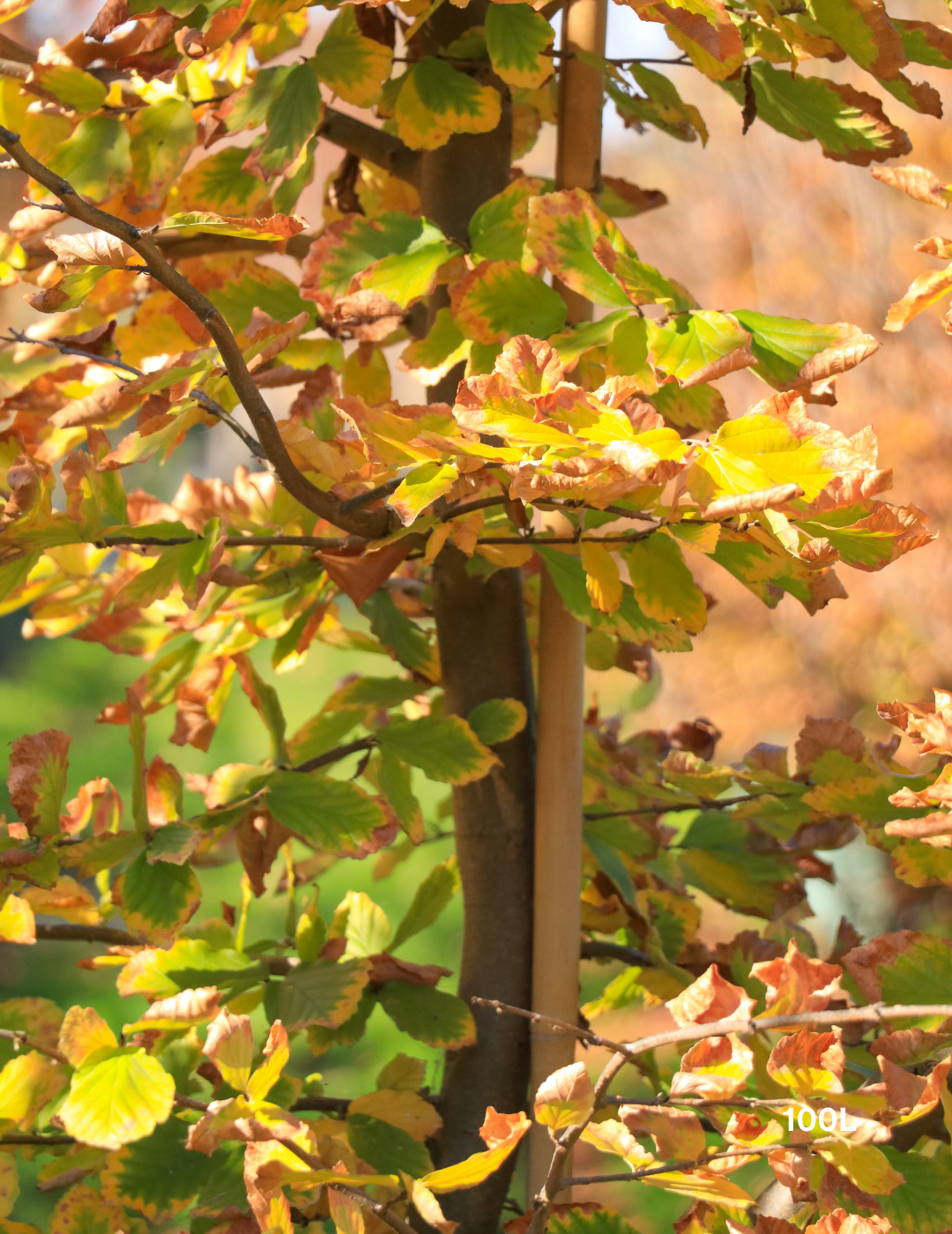 Parrotia Perscia - Persian Ironwood - Evergreen Trees Direct