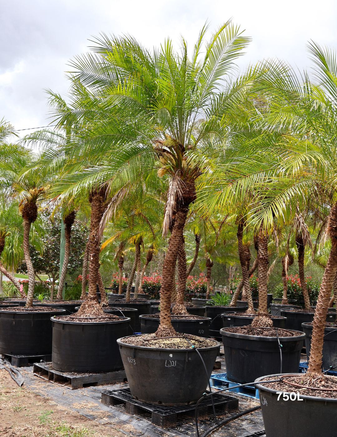 Phoenix Roebellini (Pygmy Date Palm) - Evergreen Trees Direct