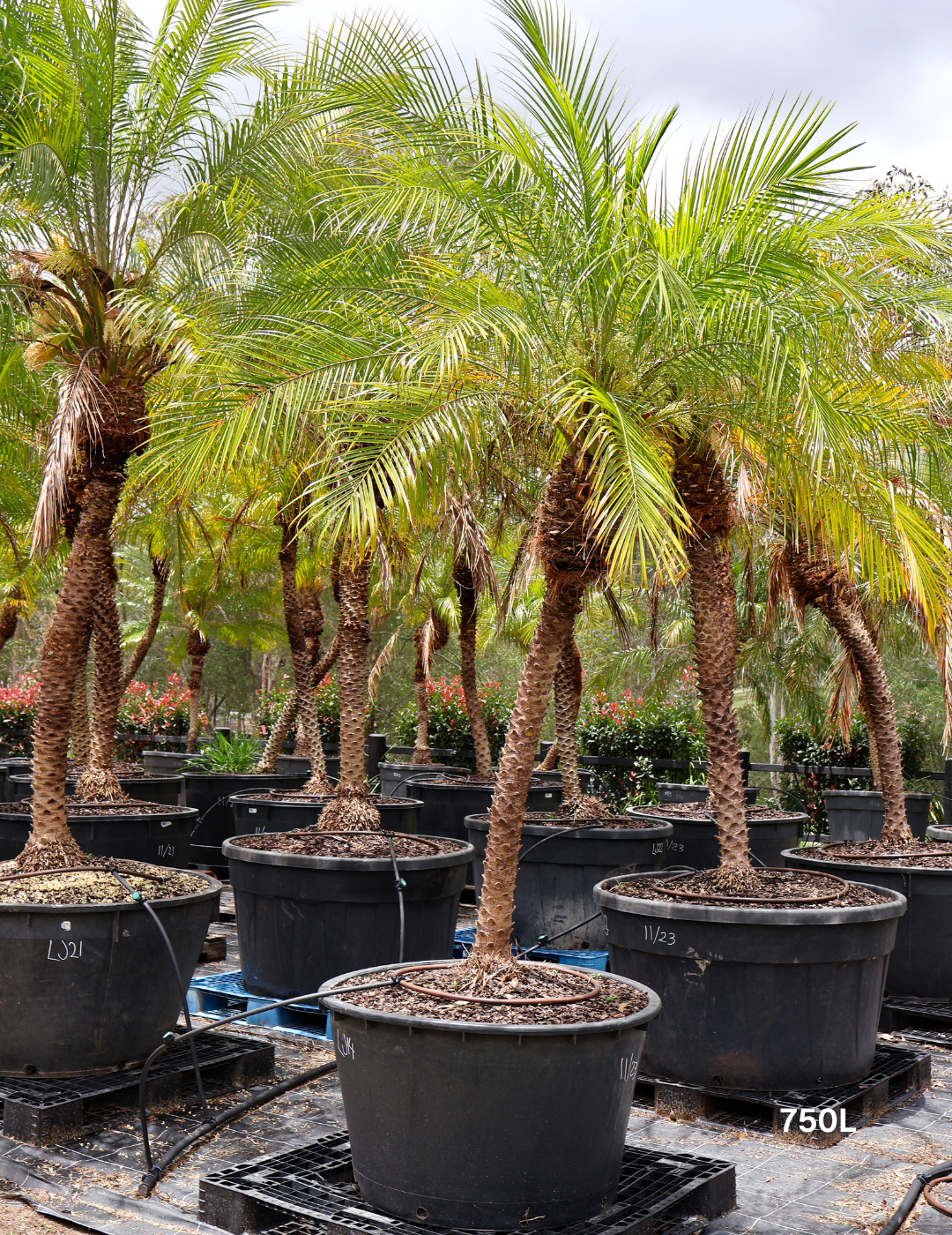 Phoenix Roebellini (Pygmy Date Palm) - Evergreen Trees Direct