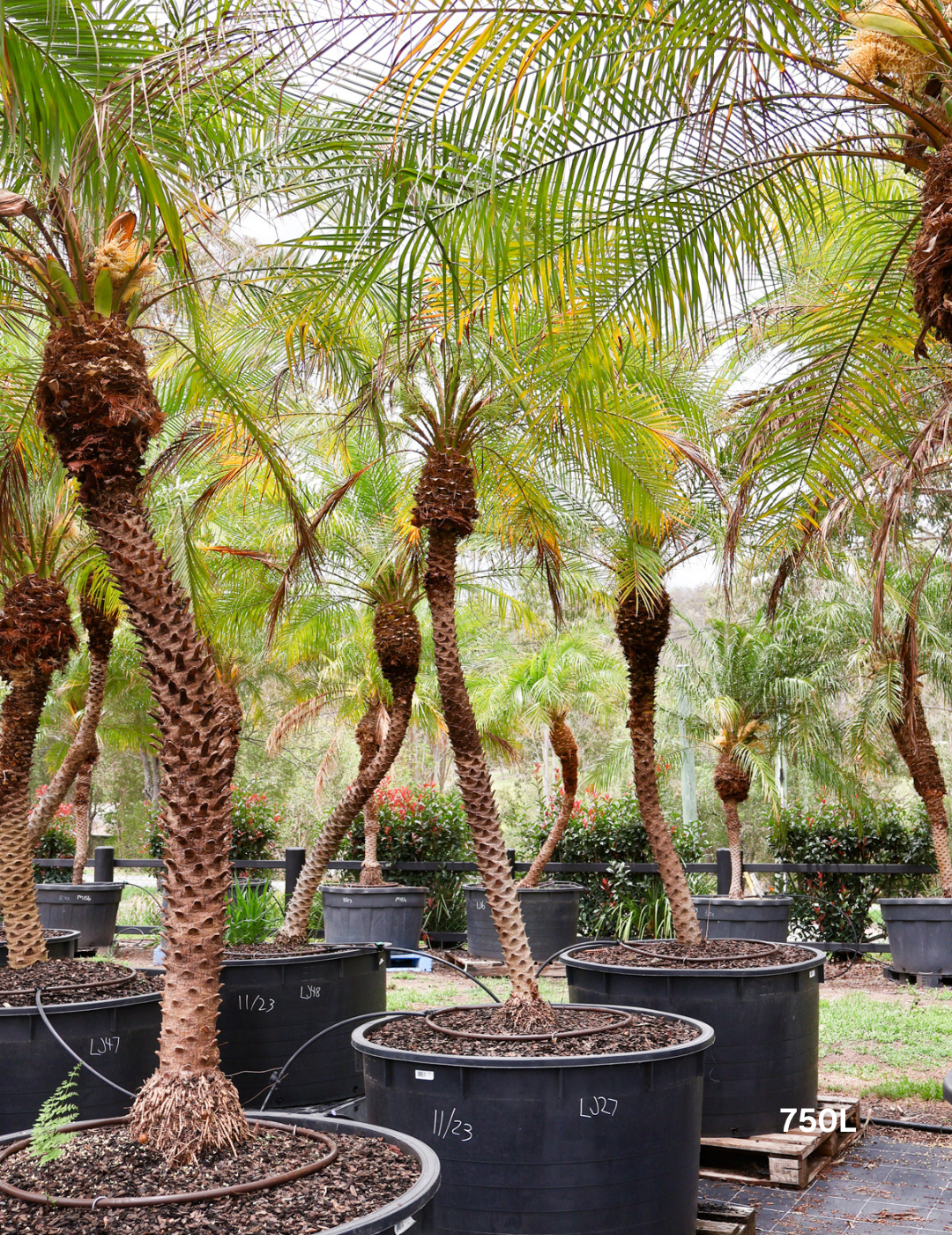 Phoenix Roebellini (Pygmy Date Palm) - Evergreen Trees Direct